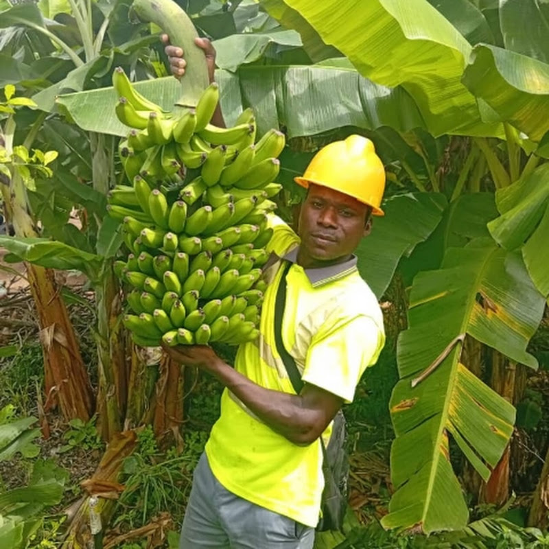 Bamidélé Plantation de Bananiers 