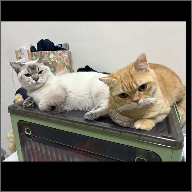 Milu & Yuanbao Diaries