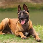 Malinois Dog