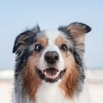 Blu | Epileptic Aussie 🐶