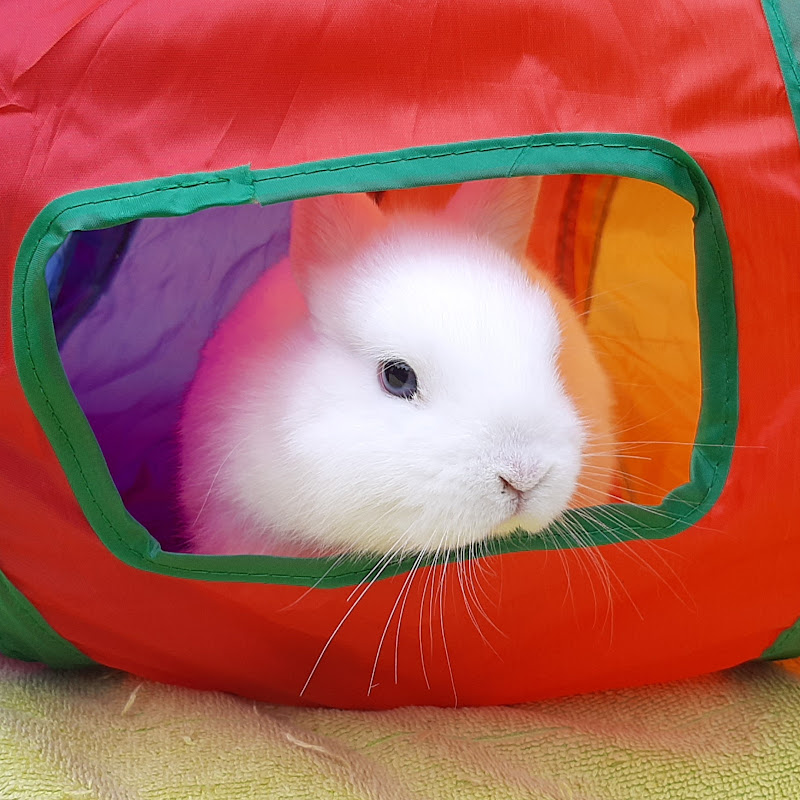 Bianca Little Bunny