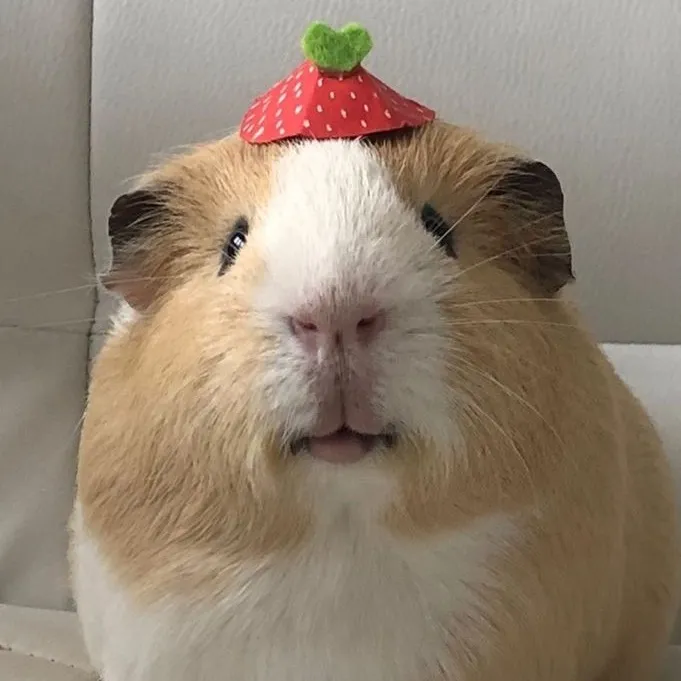 Brenda Frazão 🍓✨
