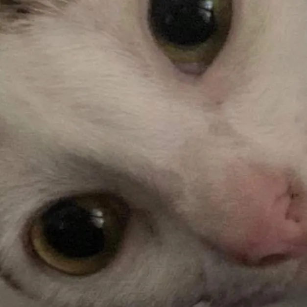 Meyowlander