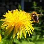 DeerPaul's Paradise Garden