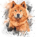 eurasier_elfi