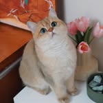 Nota Pet