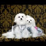 Maltese Therapy Dogs / JLee