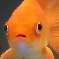 Pretty Fishy