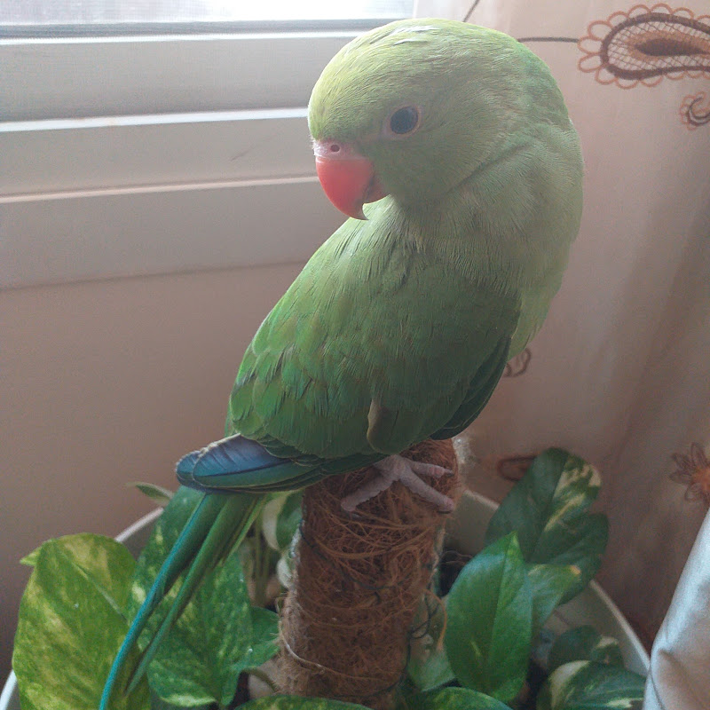 Chikku My Parrot