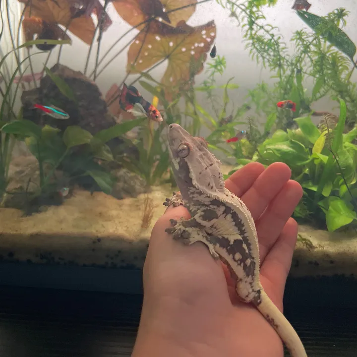 justbetta.aquatics
