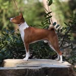 Bono the Basenji
