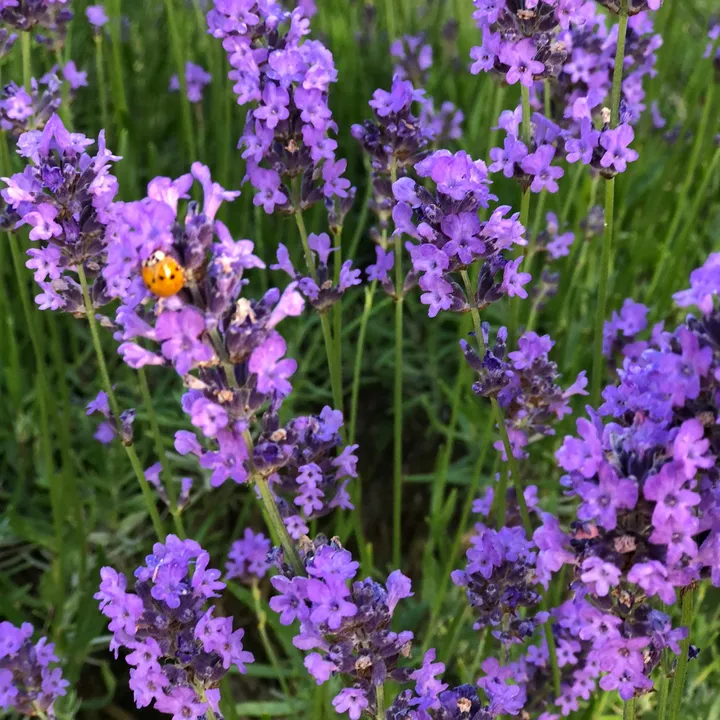 Lavender Blue
