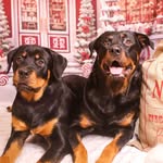 ROXY & ROSIE 🐶🩷🐶