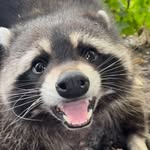 Scippie the raccoon