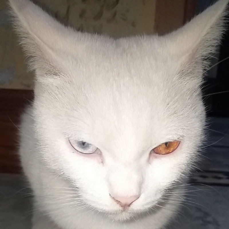 Waao village animal billi