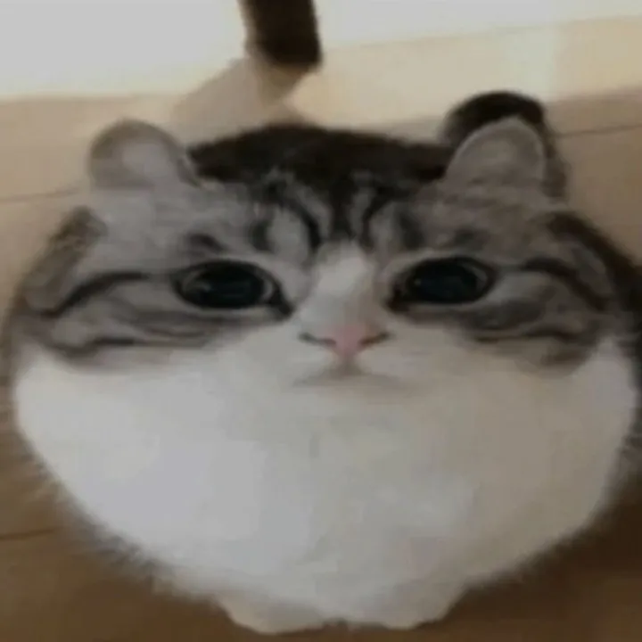 silly cat