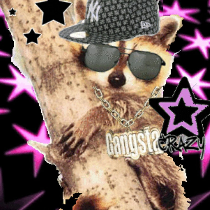 Omega Raccoon