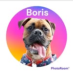 BORIS