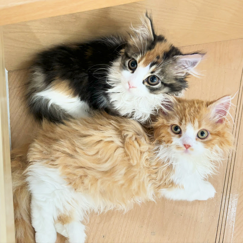 ソル・ルナちゃんねる【子猫の日常】