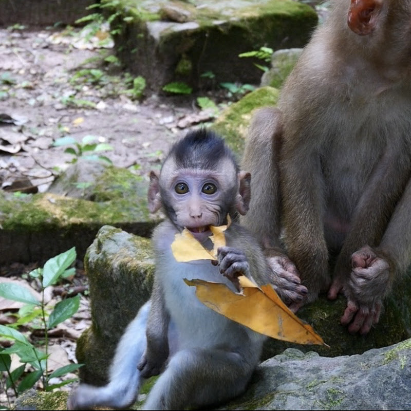 UR-Monkey 
