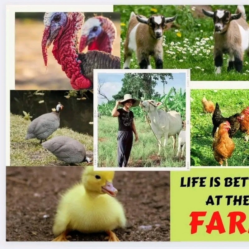 Vhanz Farming- Ph