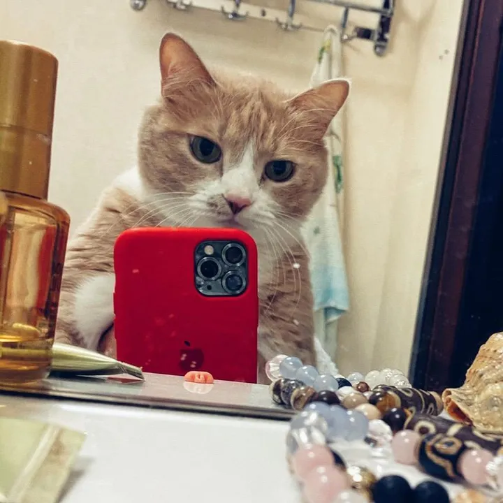 Тот самый, знаменитый кот