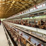 Farms in Ogun state | foodstuff | crop production