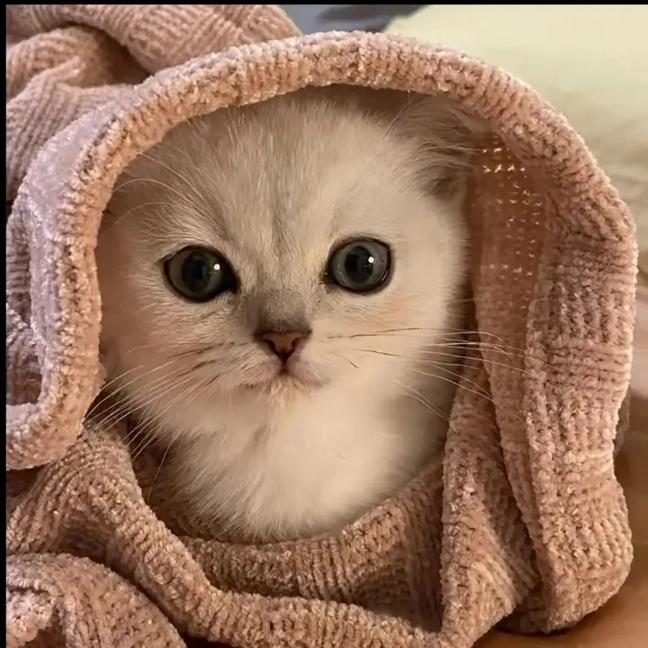 Mèo dễ thương 😽