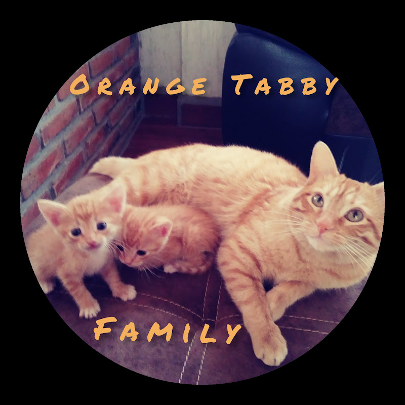 Orange Tabby Family