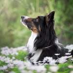 🌸 Yankee the Border Collie 🌸