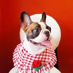 Sophie (Frenchie)
