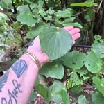 Ataahua Glow