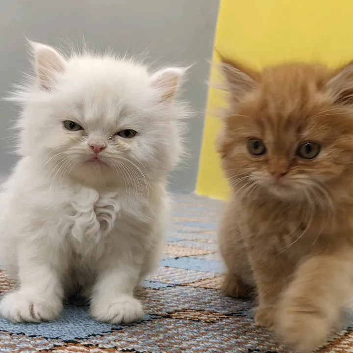 pets collection