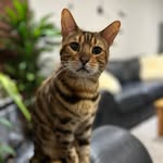 George_the_bengal_cat / Cat Influencer 😺🇨🇦