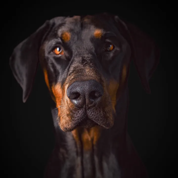 Dexter_the_Doberman