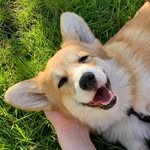 🐾 🦊 Cookie | corgi REELs daily