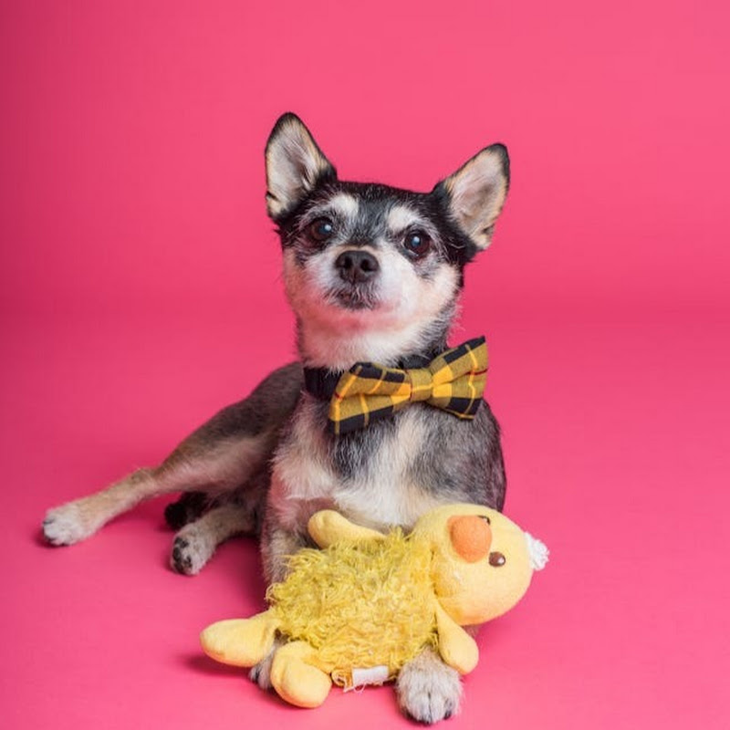 MrPets