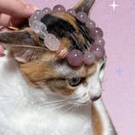 萌え猫倶楽部 ✿ 9 Cats + Misu ✿