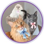 Aristocats Trio👑 & Lee🙋🏼‍♀️ | Multi-Cat Life🐾