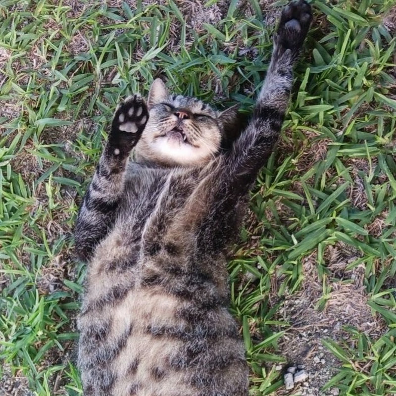 おしゃべりな元野良猫ふぁーちゃん