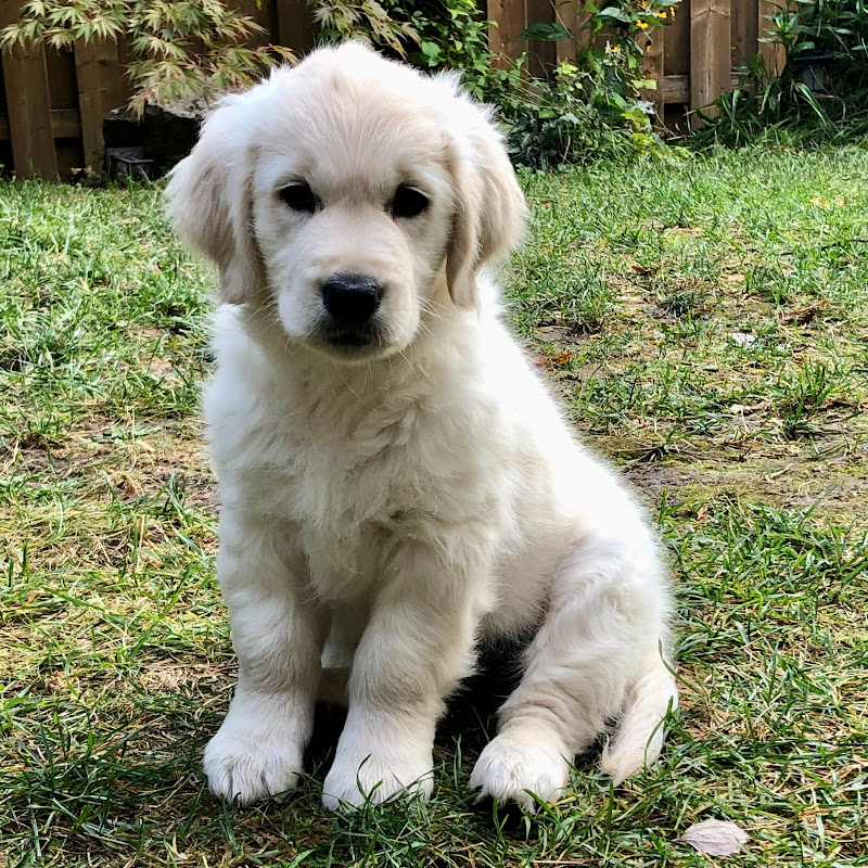 Journey the Golden Retriever