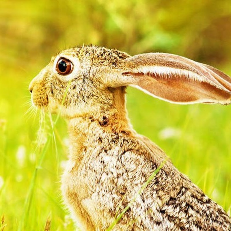 Wild Hare