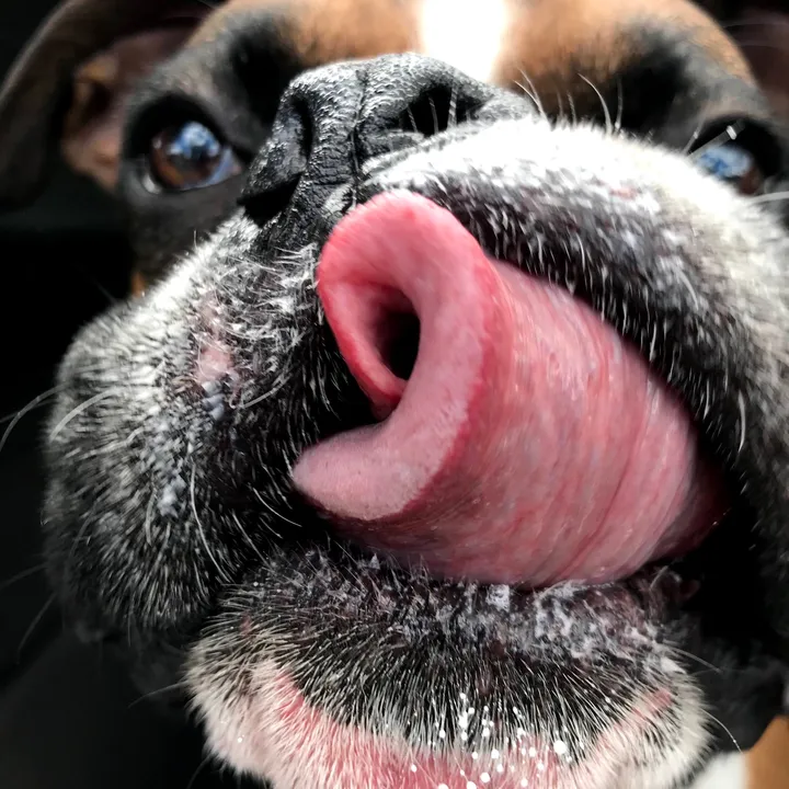 Oscar the Boxer