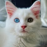 Mochi