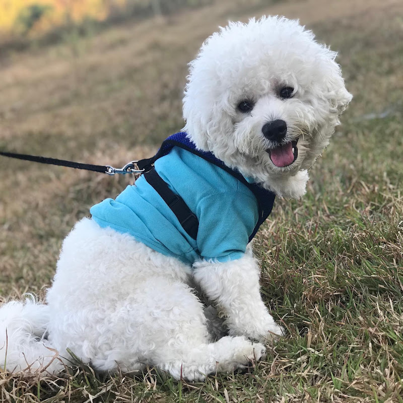 Joseph D' Bichon