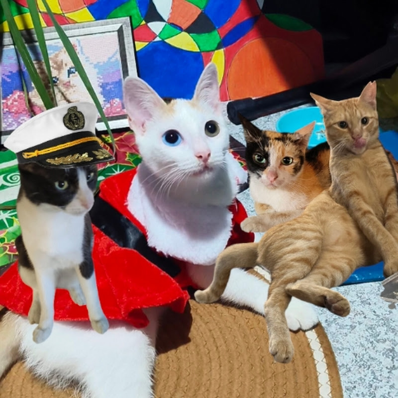 Hungry Stray Cats Ph