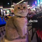 เอ็ดเวิร์ด แมวนักเดินทาง