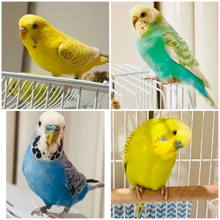 BudgieDramaSquad