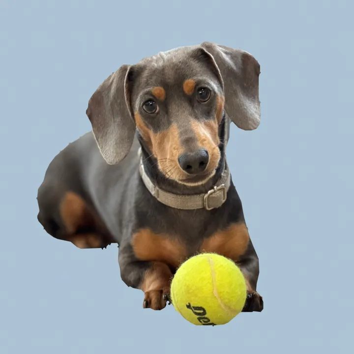 Milton the Sausage