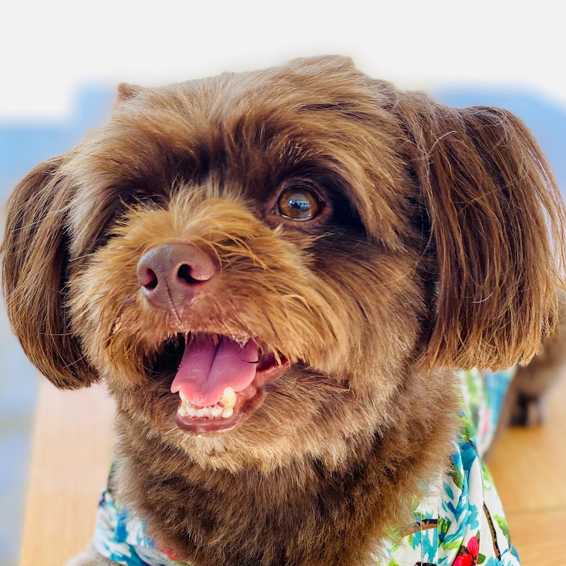  The Choco Pooch